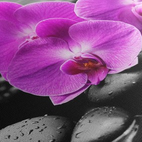 Obraz - Fioletowe orchidee (70x50 cm)