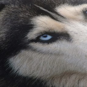 Obraz psa husky (70x50 cm)