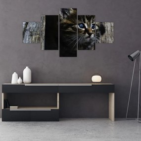 Obraz kotka (125x70 cm)