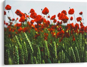 Obraz maków na wietrze (70x50 cm)