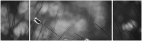 Obraz - Trawa łąkowa (170x50 cm)