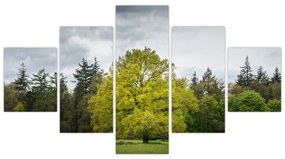 Obraz zielonego drzewa na środku pola (125x70 cm)