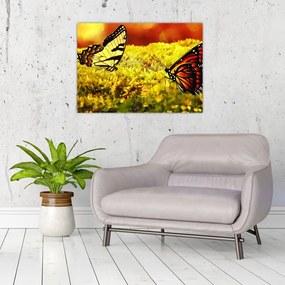 Obraz na szkle - motyle (70x50 cm)