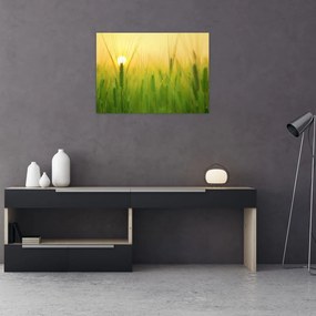 Obraz pola ze zbożem (70x50 cm)