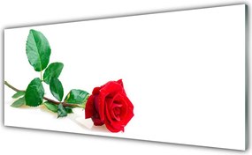 Panel Szklany Aksamitna Róża Ogrodowa