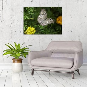 Obraz - biały motyl (70x50 cm)