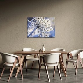Obraz - Zamarznięty kwiat (70x50 cm)