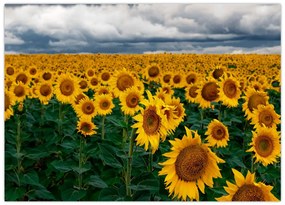 Obraz na szkle - pole słoneczników (70x50 cm)