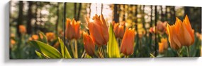 Obraz - kwiaty tulipanów (170x50 cm)