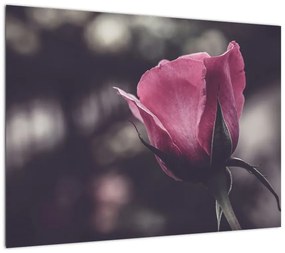 Obraz na szkle - Detal kwiatu róży (70x50 cm)