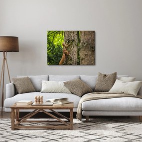 Obraz - wiewiórka (70x50 cm)