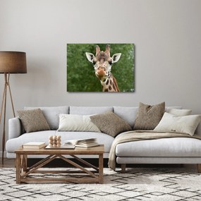 Obraz żyrafy (70x50 cm)