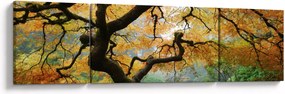 Obraz żółtego klonu japońskiego, Portland, Oregon (170x50 cm)