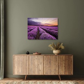 Obraz na szkle - Pole lawendy o zachodzie słońca (70x50 cm)