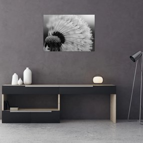 Obraz na szkle dmuchawca, czarno - biały (70x50 cm)