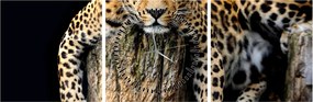 Obraz - Gepard (z zegarem) (90x30 cm)