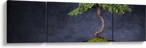 Obraz - Bonsai (170x50 cm)