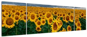 Obraz pola słoneczników (170x50 cm)