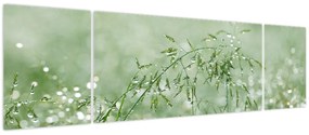 Obraz - Rosa na trawie (170x50 cm)