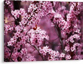 Obraz - Różowa sakura (70x50 cm)
