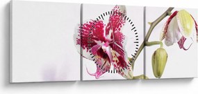 Obraz kwiatu orchidei (z zegarem) (90x30 cm)