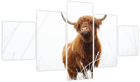 Obraz - Szkocka krowa (125x70 cm)