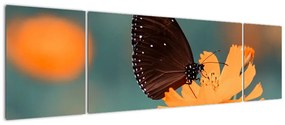 Obraz - motyl na pomarańczowym kwiatku (170x50 cm)