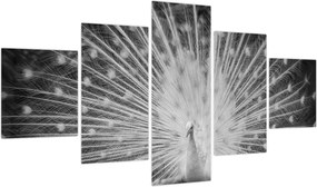 Obraz - Biały paw (125x70 cm)