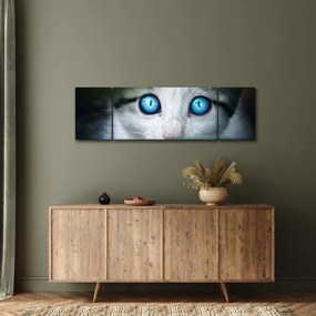 Obraz kota (170x50 cm)