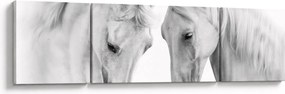 Obraz białych koni (170x50 cm)