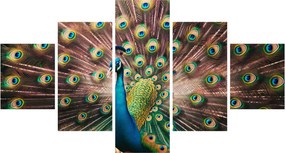 Obraz - Paw (125x70 cm)