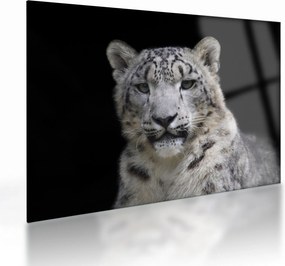 Obraz na szkle - Snow Leopard (70x50 cm)