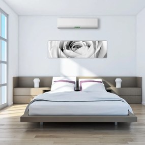 Obraz - Detal kwiatu róży (170x50 cm)