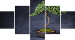 Obraz - Bonsai (125x70 cm)