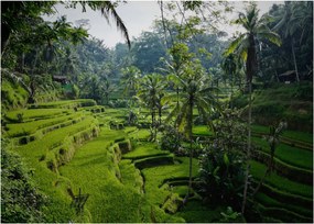 Obraz na szkle tarasów ryżowych Tegalalang, Bali (70x50 cm)
