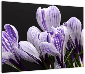 Obraz na szkle - Fioletowe krokusy (70x50 cm)