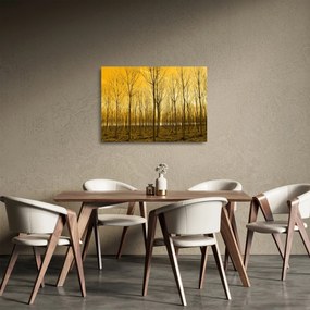 Obraz na szkle - Plantacja drzew (70x50 cm)