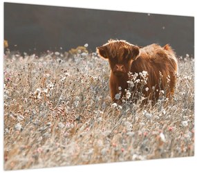 Obraz - Szkocka krowa w kwiatach (70x50 cm)