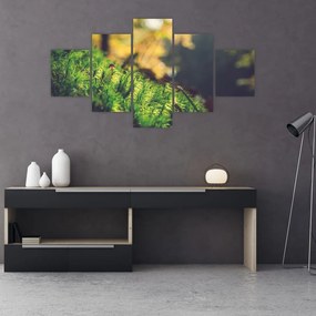 Obraz mchu z grzybem (125x70 cm)