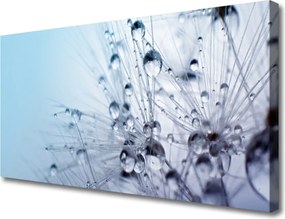 Obraz canvas na ścianę Puszysta Kula Mniszka