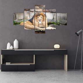 Obraz lwa (125x70 cm)