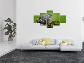 Obraz - Muchołówka (125x70 cm)