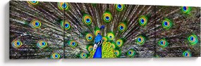 Obraz - Paw (170x50 cm)