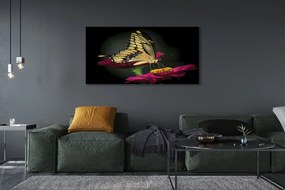 Obraz na płótnie Motyl na Roślinie