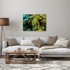Obraz na szkle kameleona (70x50 cm)