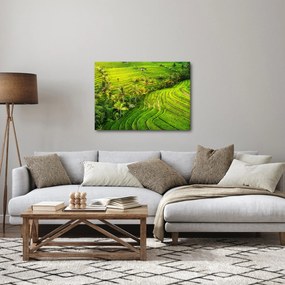 Obraz - Pola ryżowe (70x50 cm)