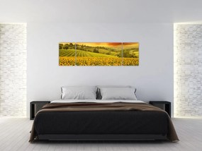 Obraz - Pole słoneczników (170x50 cm)