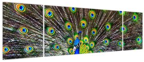 Obraz - Paw (170x50 cm)