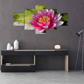 Obraz - Lilia wodna (125x70 cm)