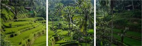 Obraz tarasów ryżowych Tegalalang, Bali (z zegarem) (90x30 cm)